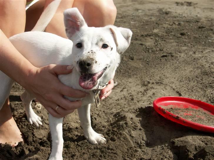 Jack russell terrier Lola - Pause fra at grave i sandet, hi hi :-) billede 9