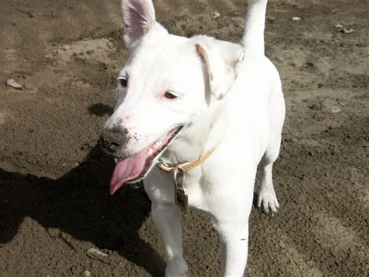 Jack russell terrier Lola - Sand all over... billede 10