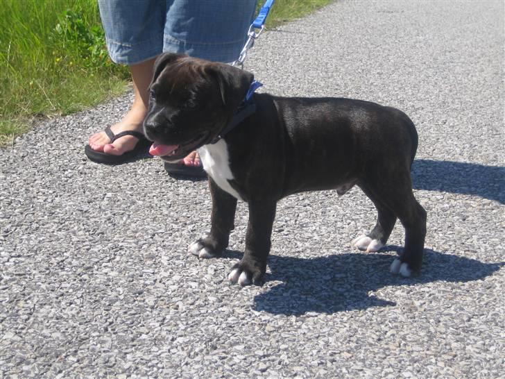 Staffordshire bull terrier Sputnik billede 14