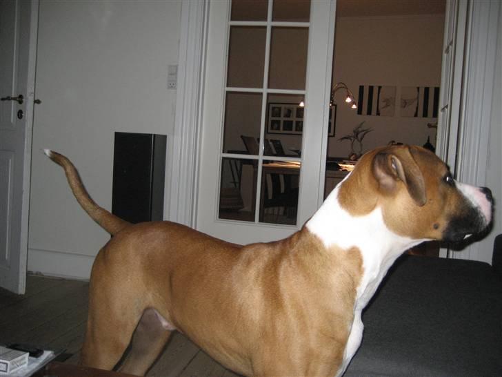 Amerikansk bulldog  - BACHI -  billede 11