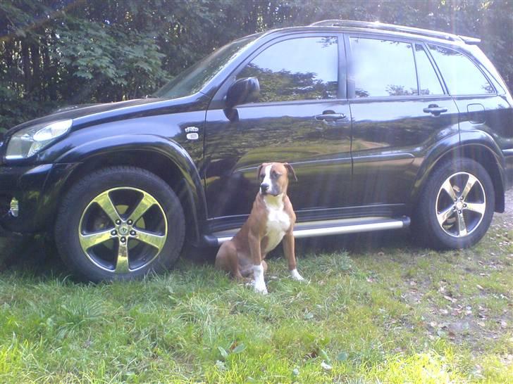 Amerikansk bulldog  - BACHI -  billede 12