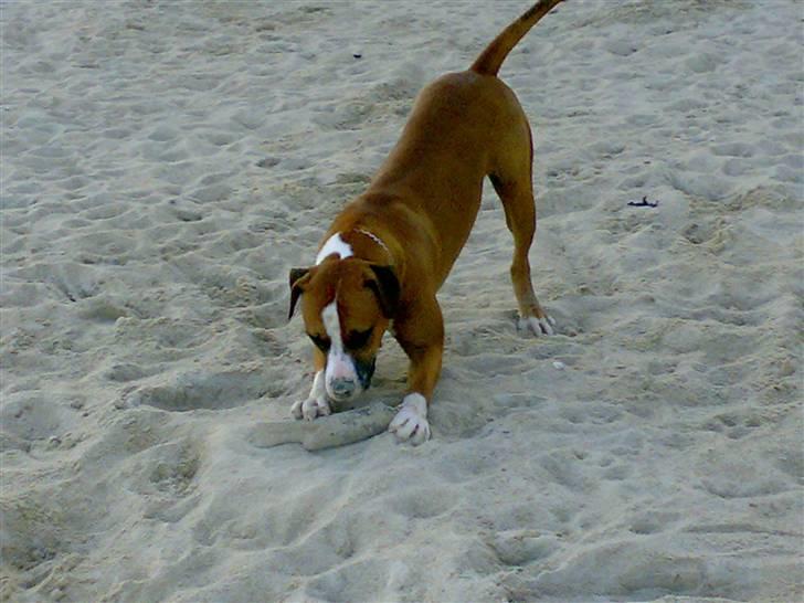Amerikansk bulldog  - BACHI -  billede 14
