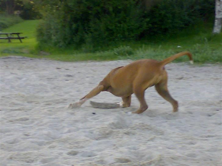 Amerikansk bulldog  - BACHI -  billede 15