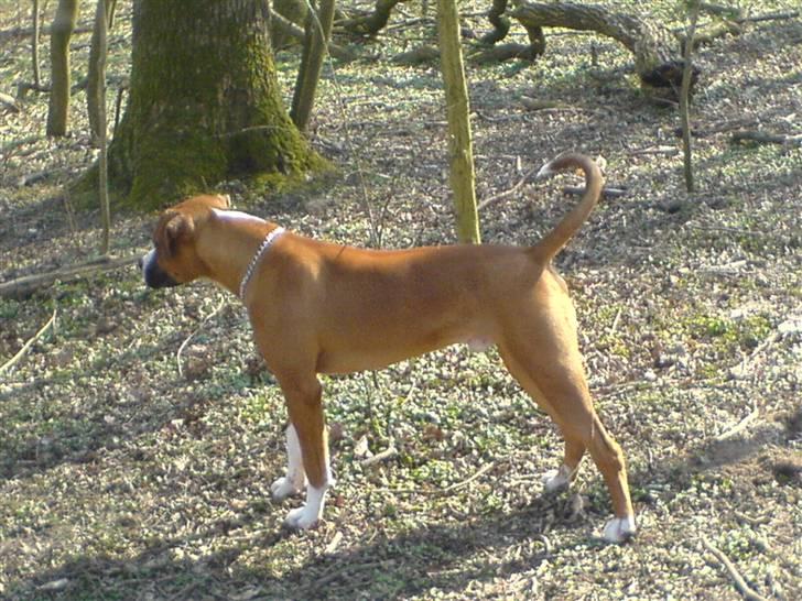 Amerikansk bulldog  - BACHI -  billede 16