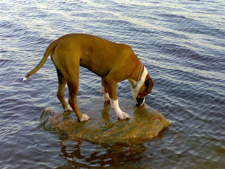 Amerikansk bulldog  - BACHI -  billede 17