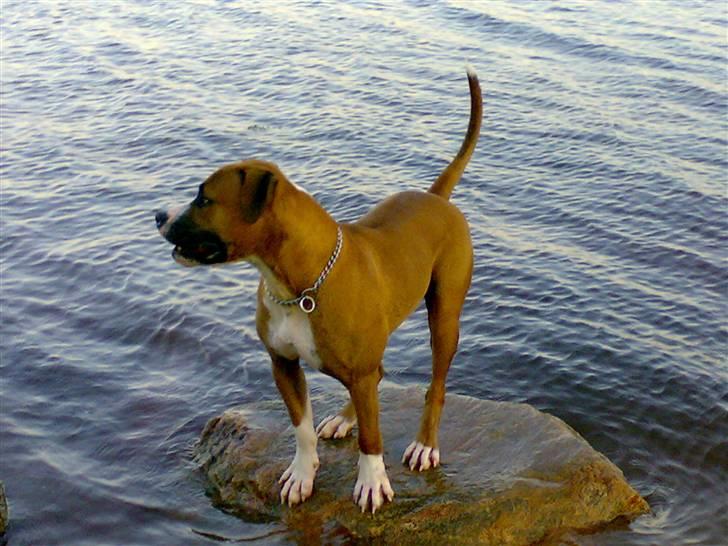 Amerikansk bulldog  - BACHI -  billede 18