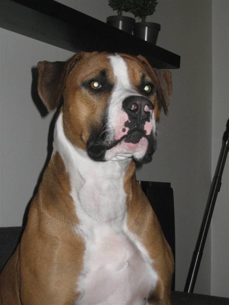 Amerikansk bulldog  - BACHI -  billede 19