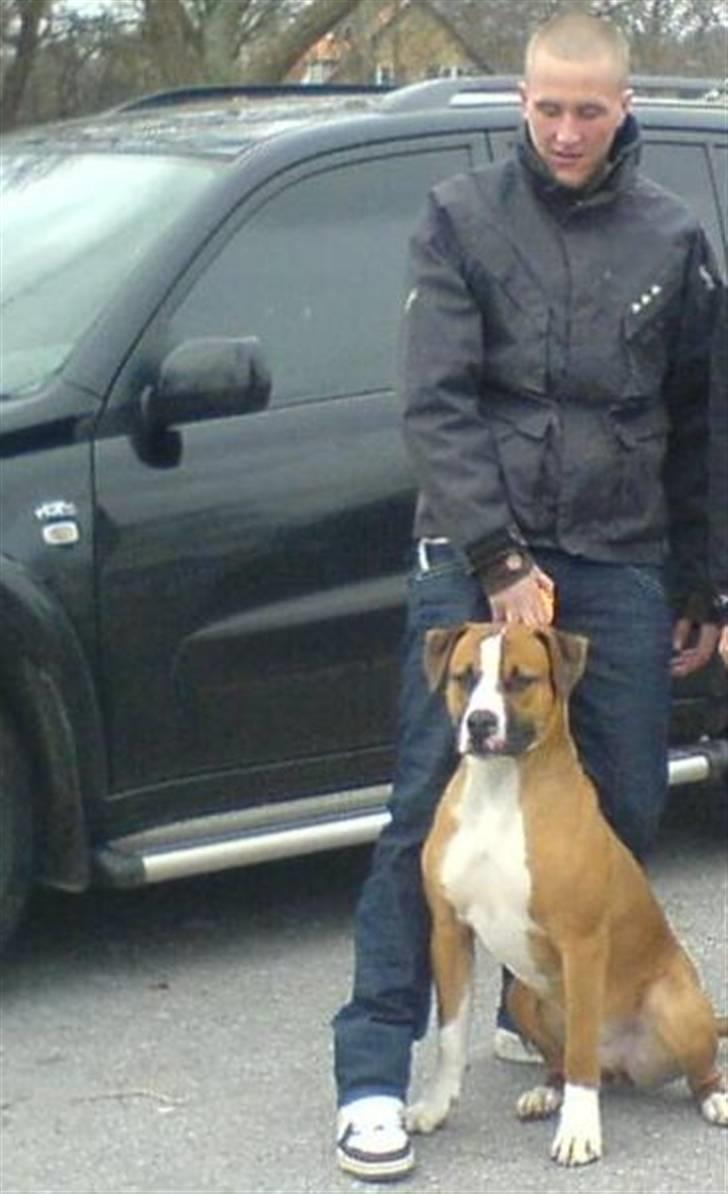 Amerikansk bulldog  - BACHI -  billede 20