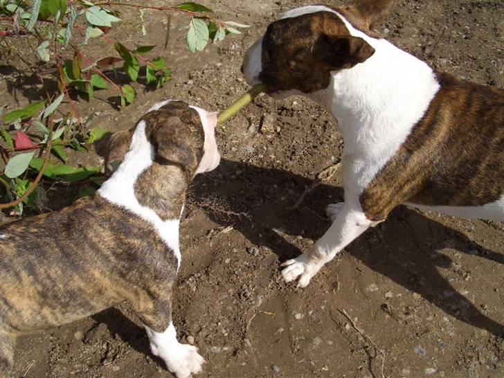 Bullterrier Ecko c",) - 8 september 07. Leger med Nemo. billede 2