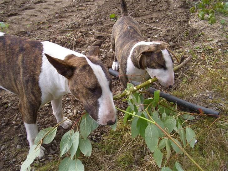 Bullterrier Ecko c",) - 8 september 07. Kampen om pinden. billede 3