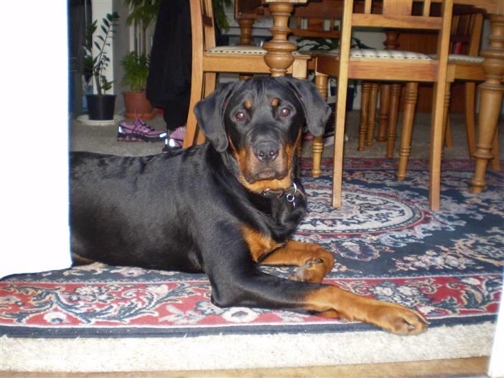 Rottweiler Junior - Er han ikke flot?? billede 1