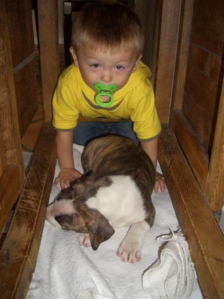 Bullterrier Ecko c",) - Malthe og jeg. billede 5