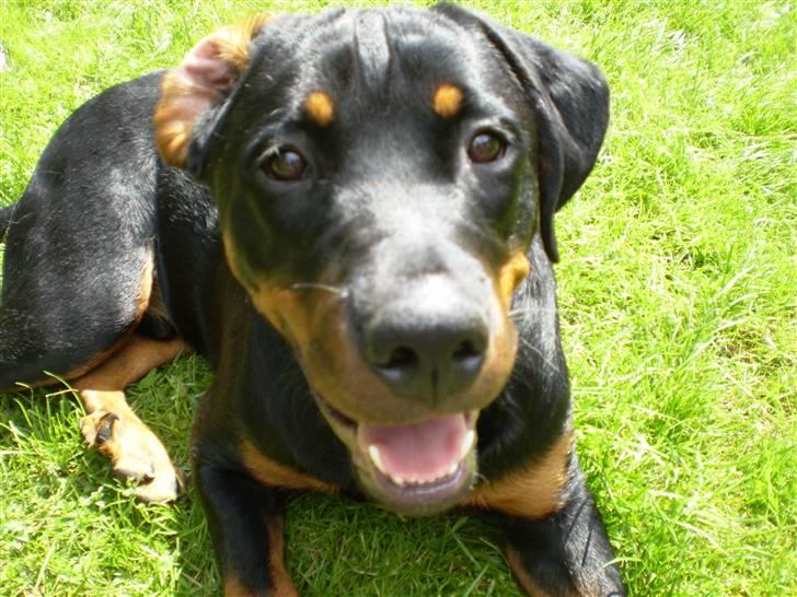 Rottweiler Junior - Smil til fotografen. :o) billede 2
