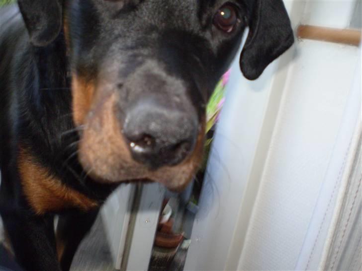Rottweiler Junior - Må jeg se det kamera?? billede 3