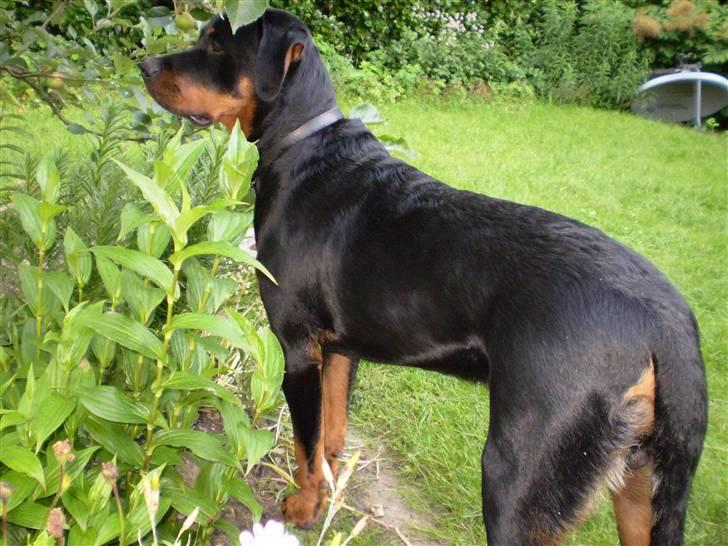 Rottweiler Junior - Vapsen Junior er frygtelig nysgerrig. :o) billede 4