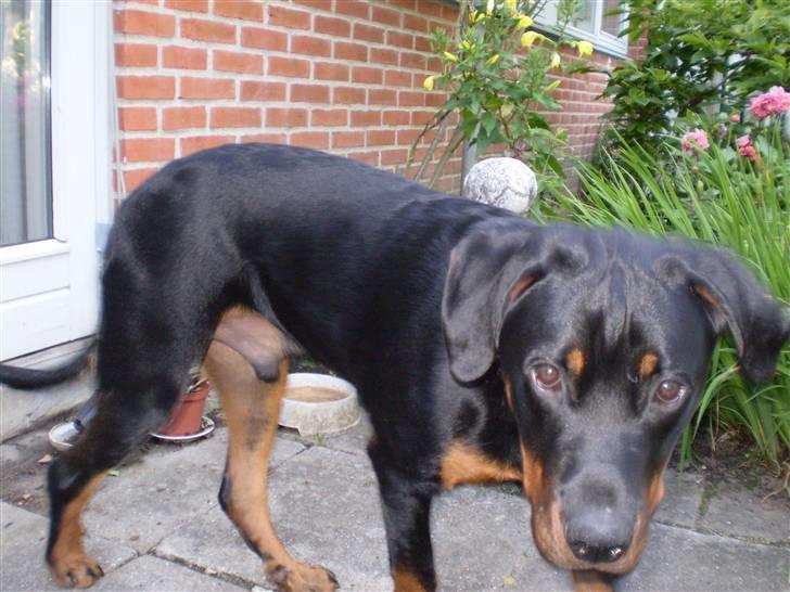 Rottweiler Junior - Nu kommer jeg og bider dig i armen... :o) billede 5