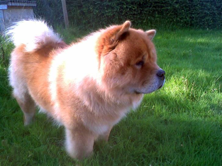 Chow chow Rico ~ Oskar of Flensborg - Taget d. 15.07.07 - Hvor er han blevet en køn bamseløve :-) billede 18