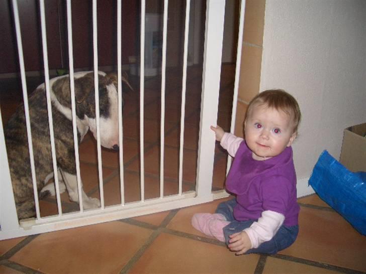 Bullterrier Ecko c",) billede 6