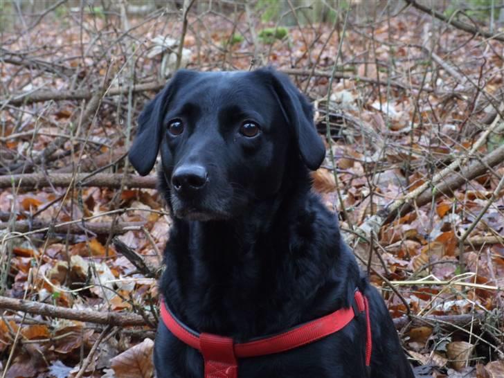 Blanding af racer Olivia - d. 25/2-08 billede 1