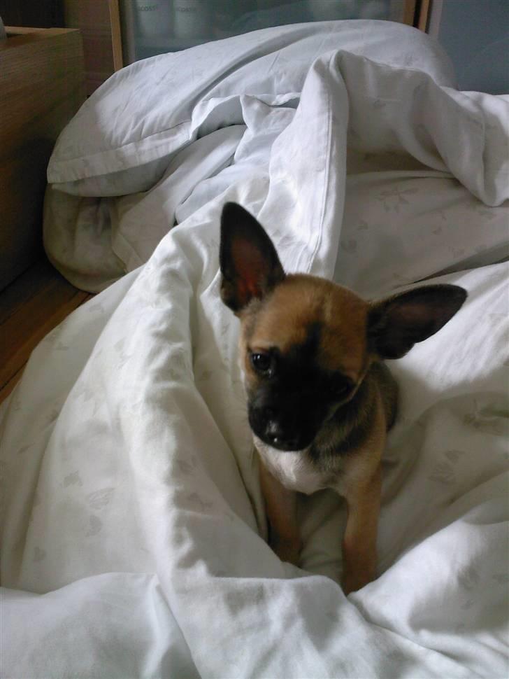 Chihuahua Romeo - Mor ikke nu jeg er lige vågnet !! billede 1