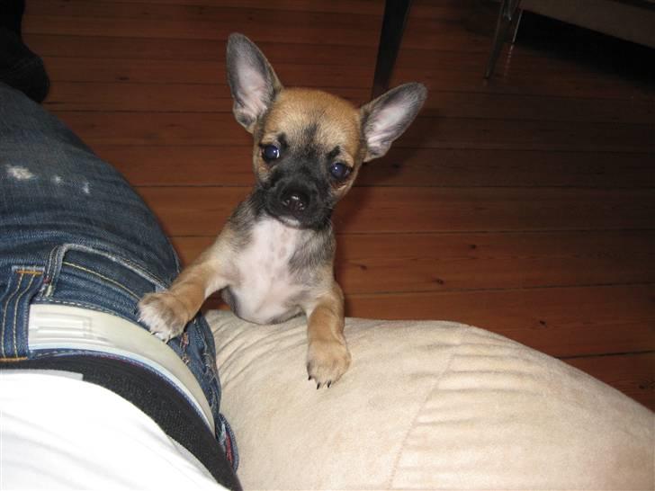 Chihuahua Romeo - Hva´ laver du far... ??? billede 2