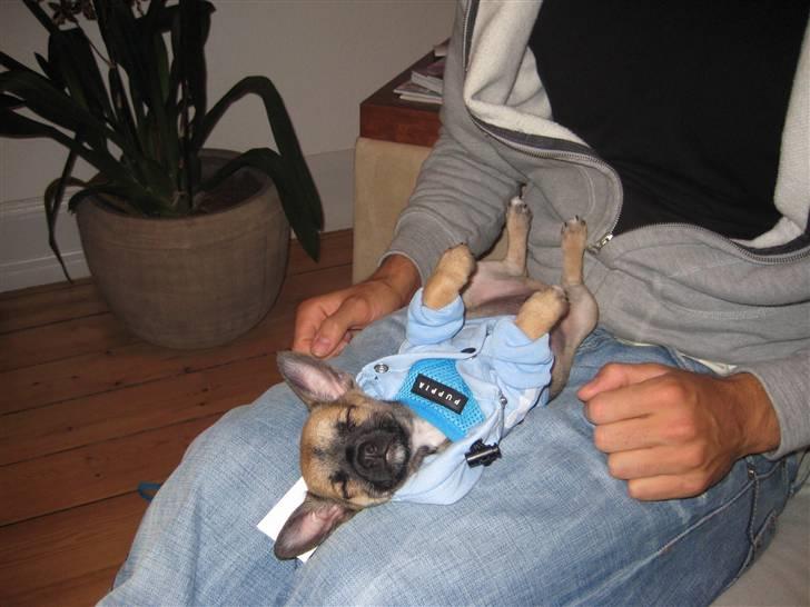 Chihuahua Romeo - Hvor er mor og far bare mærkelige !! billede 3