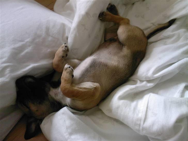 Chihuahua Romeo - ZZZZZZZZ !! billede 4