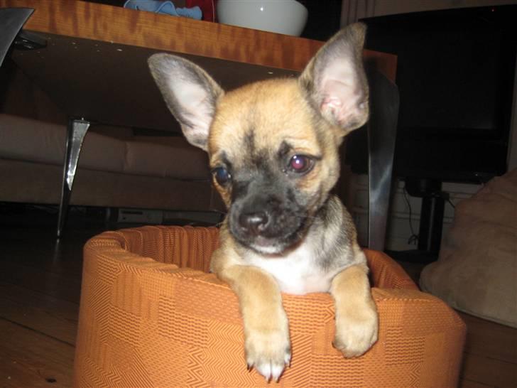 Chihuahua Romeo - Hvor er min kurv bare dejlig !! billede 5