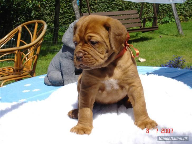 Dogue de bordeaux Honey (Vegasus Aija) billede 2