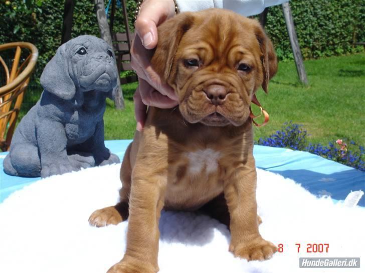 Dogue de bordeaux Honey (Vegasus Aija) - Så sød ser jeg altså bare ud - sorry!! billede 3