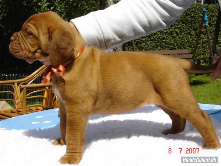 Dogue de bordeaux Honey (Vegasus Aija) - Så flot, så stor ....... billede 4
