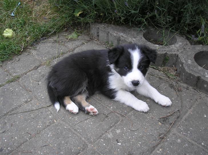 Blanding af racer Blaze billede 1