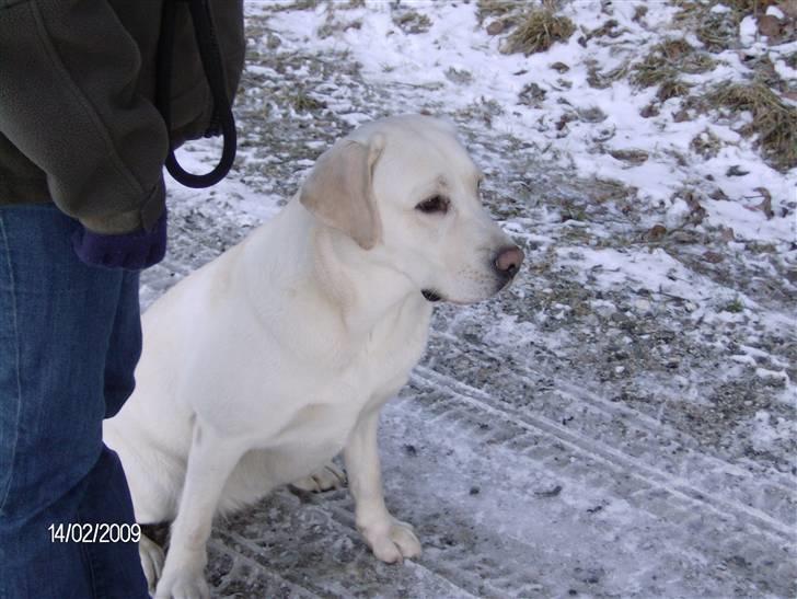 Labrador retriever Masja billede 9