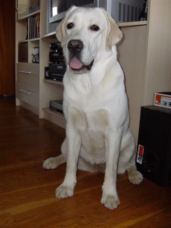 Labrador retriever Masja billede 10