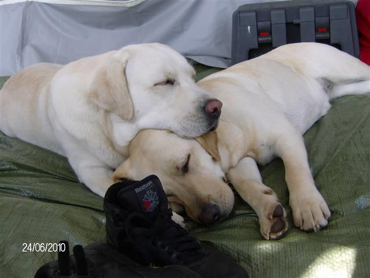 Labrador retriever Masja - Masja & macy billede 11
