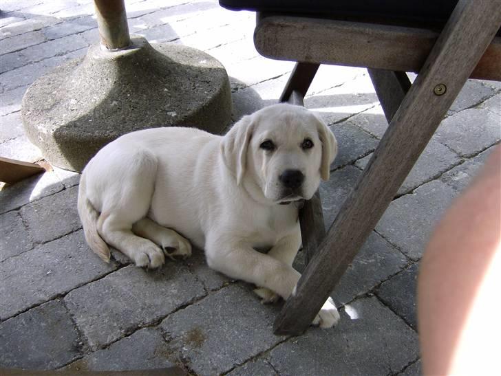 Labrador retriever Masja billede 12