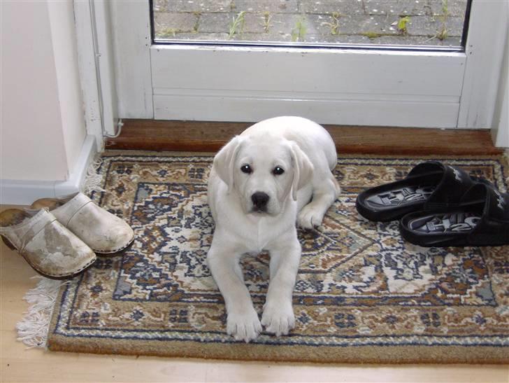 Labrador retriever Masja billede 13