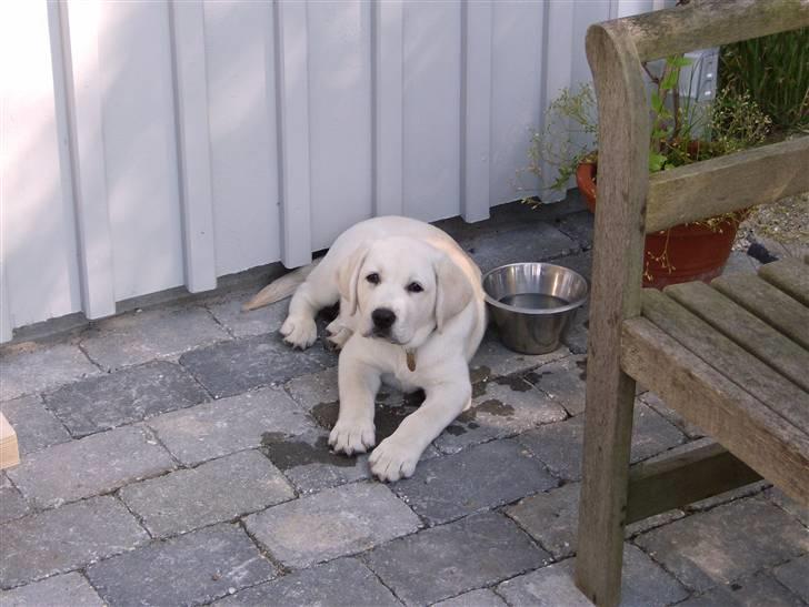 Labrador retriever Masja billede 14