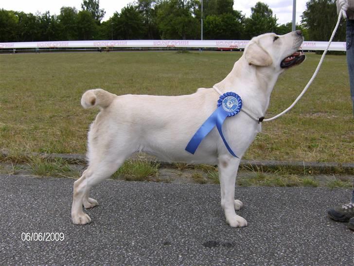 Labrador retriever Masja - på udstilling i tyskland billede 15