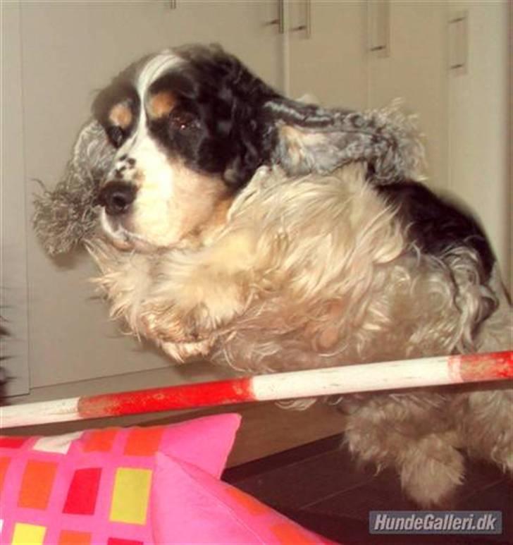 Cocker spaniel Barleys Tippe billede 3