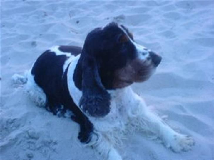 Cocker spaniel Barleys Tippe billede 4