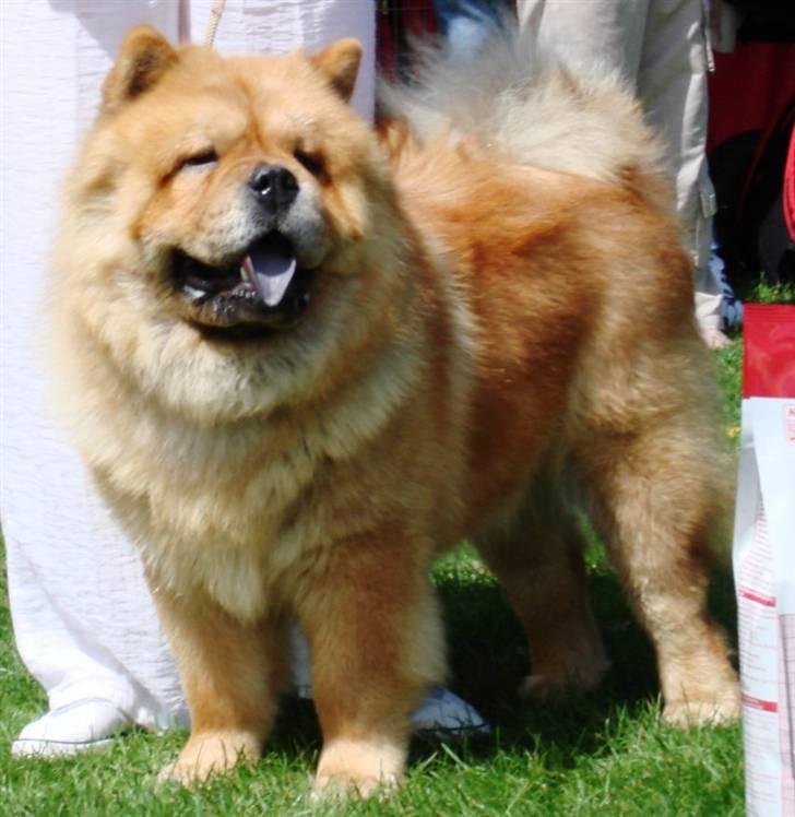 Chow chow Pelis Ringo of Flensborg - udstilling på bornholm ju-hu jeg vandt billede 10
