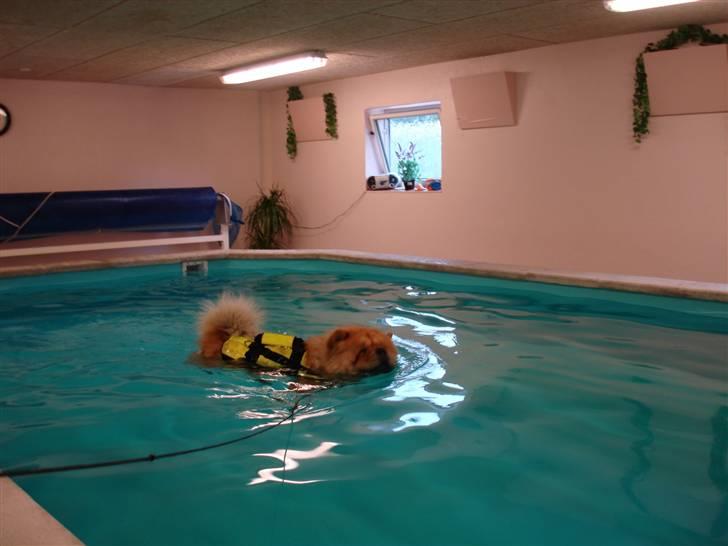 Chow chow Pelis Ringo of Flensborg - Ringo har været til svømning med ef dårlig ben billede 11