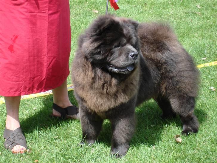 Chow chow Fun-Hais Kurona billede 11