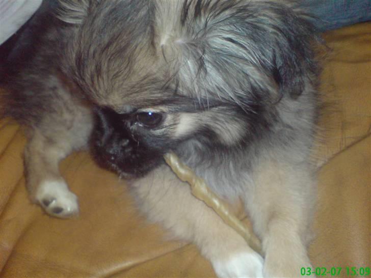 Pekingeser Kaiser billede 17