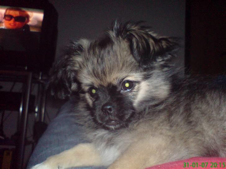 Pekingeser Kaiser billede 18