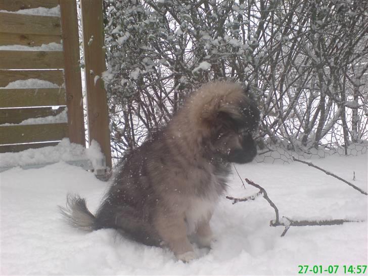 Pekingeser Kaiser billede 19