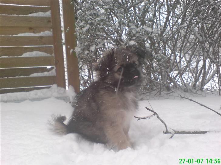 Pekingeser Kaiser billede 20