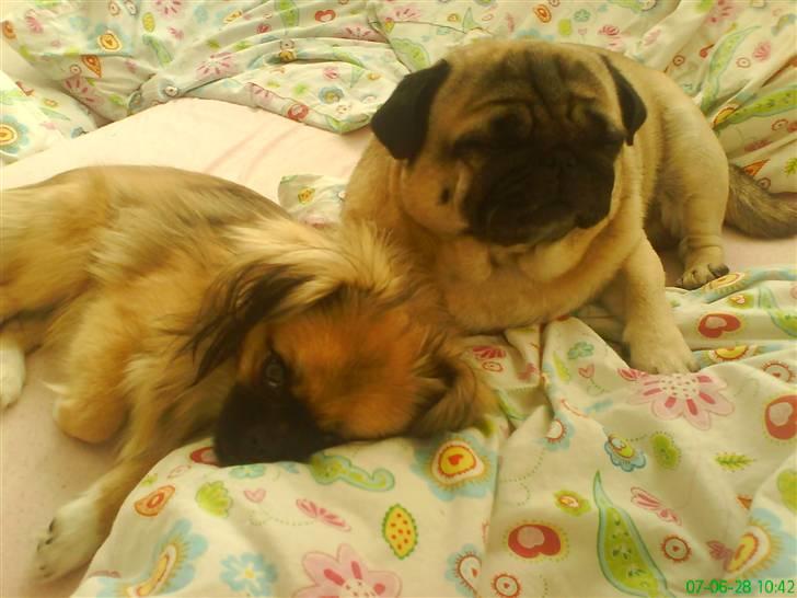 Mops marius billede 18