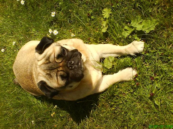 Mops marius billede 19